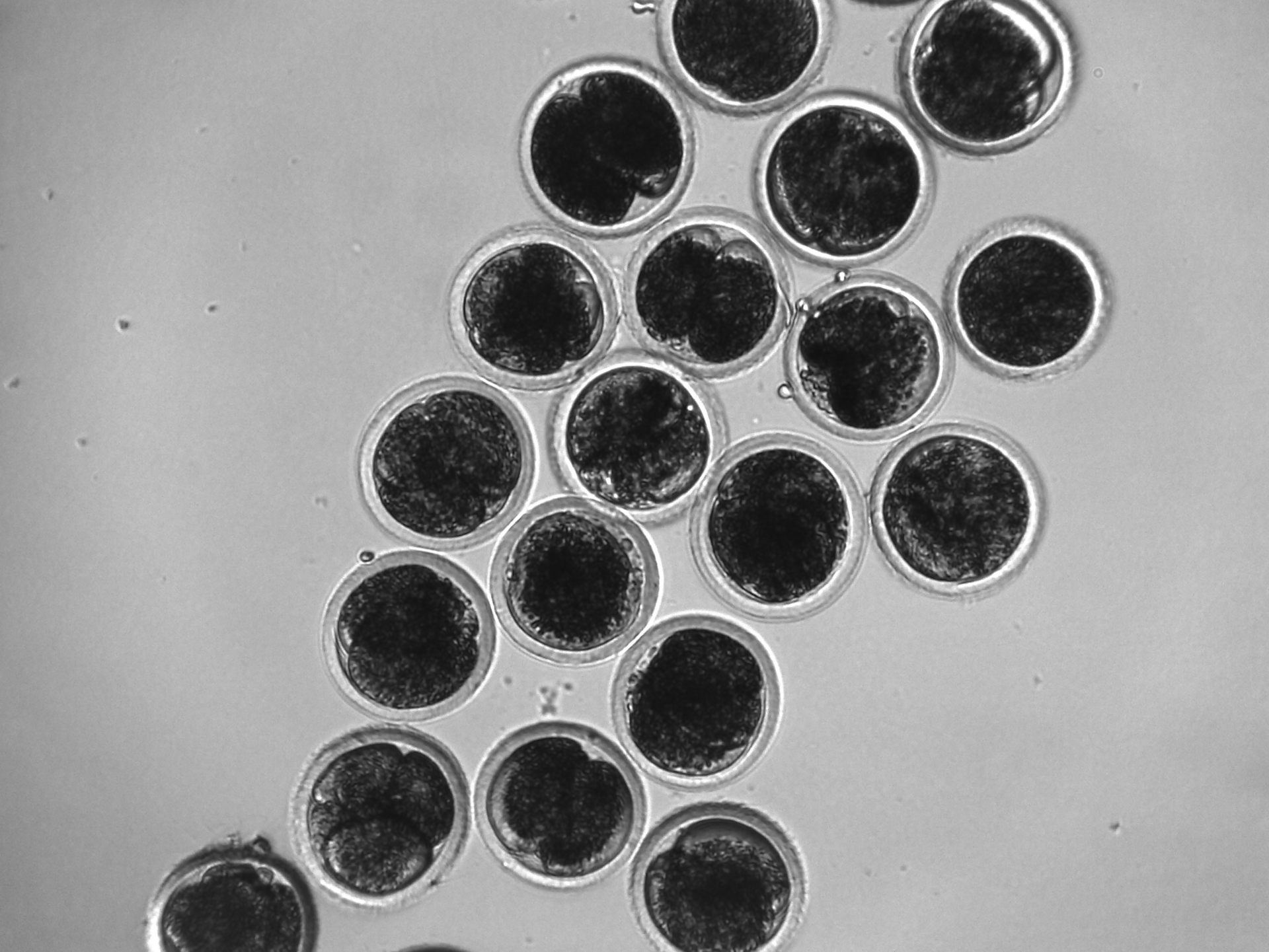 IVF-Proben im Inkubator
