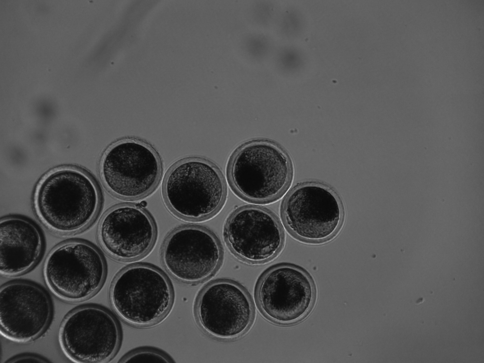 Überwachung von Embryonen im Inkubator
