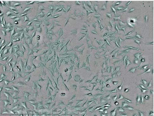 Mikroskopiebild hohe Zelldichte nach 24 Stunden