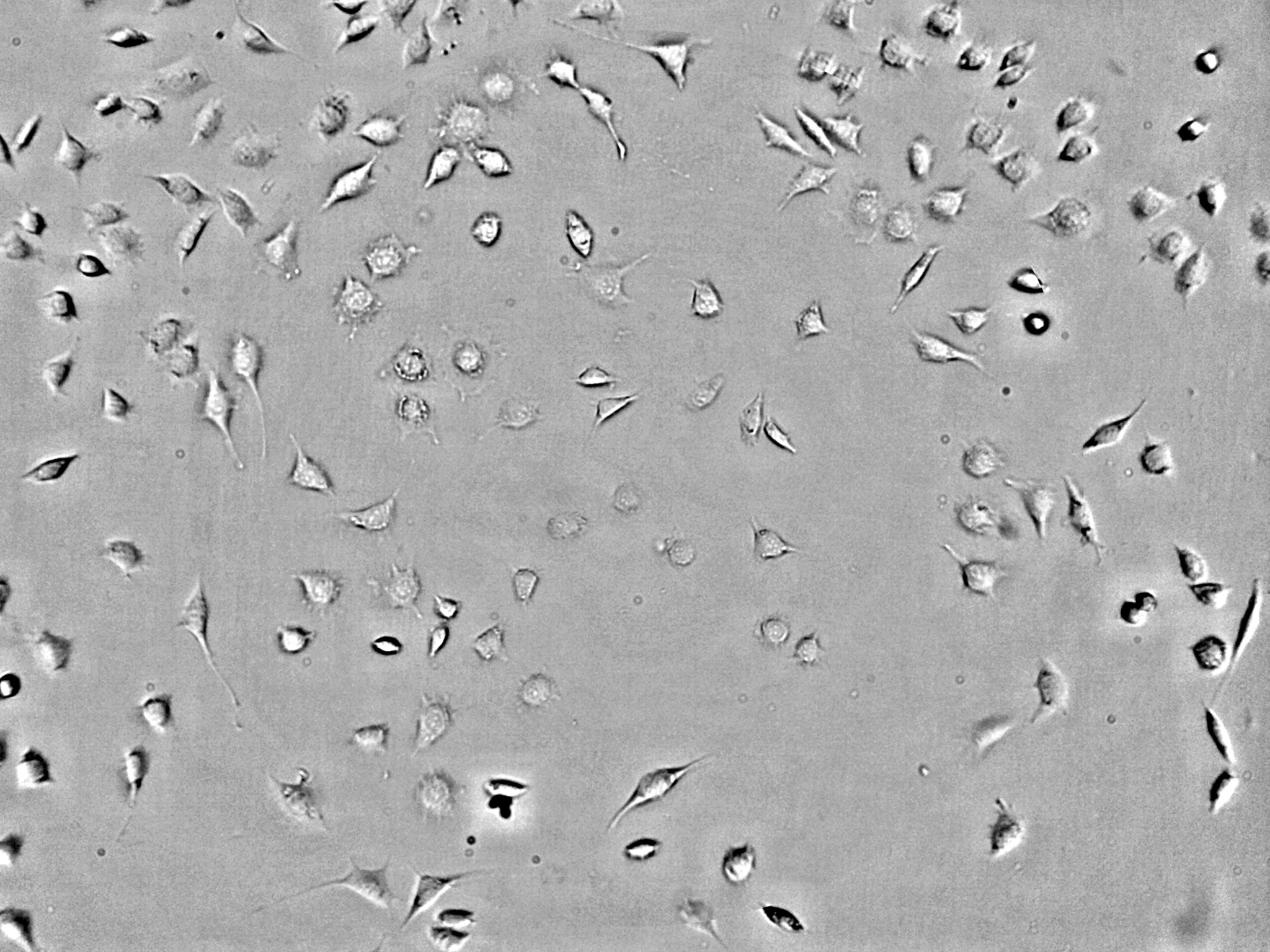 Zellkultur-Monitoring