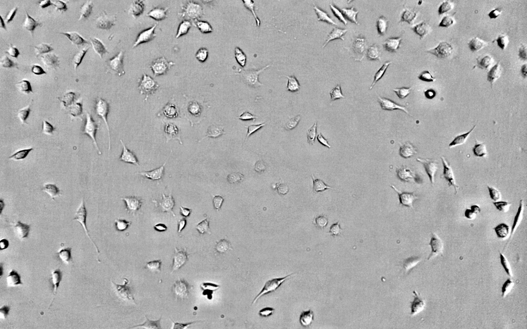 Cell microscopy image